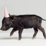 PIG IN PARTY HAT BY ROGER WRIGHT + A WISH