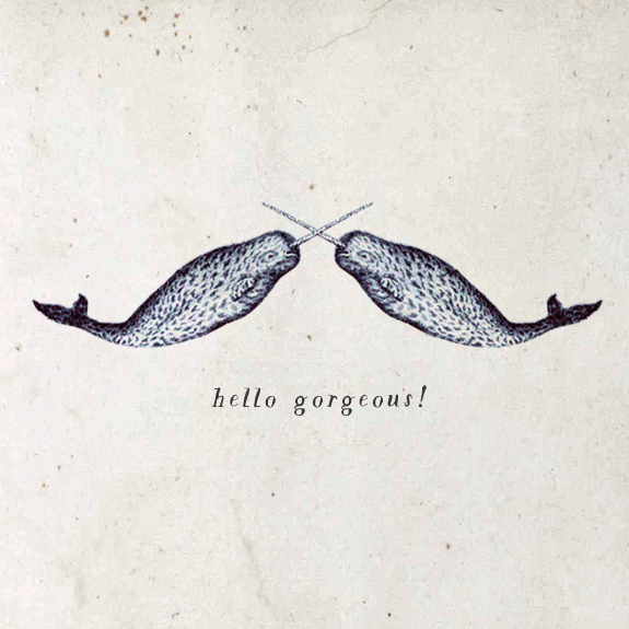 hello gorgeous narwhals by besotted
