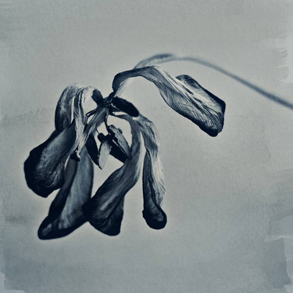 foto-rx-digital-cyanotype-wilted-tulip