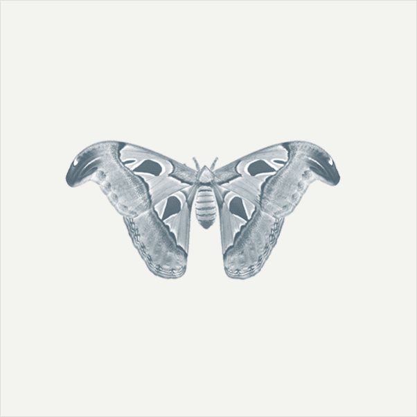 foto-rx-cyanotype-moth-gif-603px
