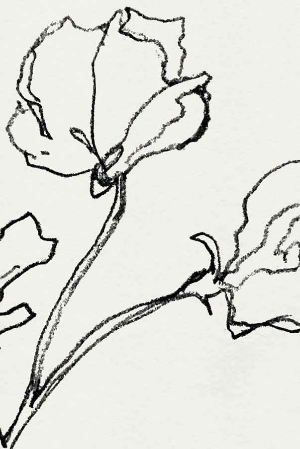 Sweet pea contour drawing digitized with lettering rx via besotted