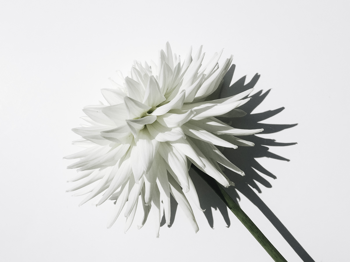 dahlia_hardlight_white by tristan b via besotted