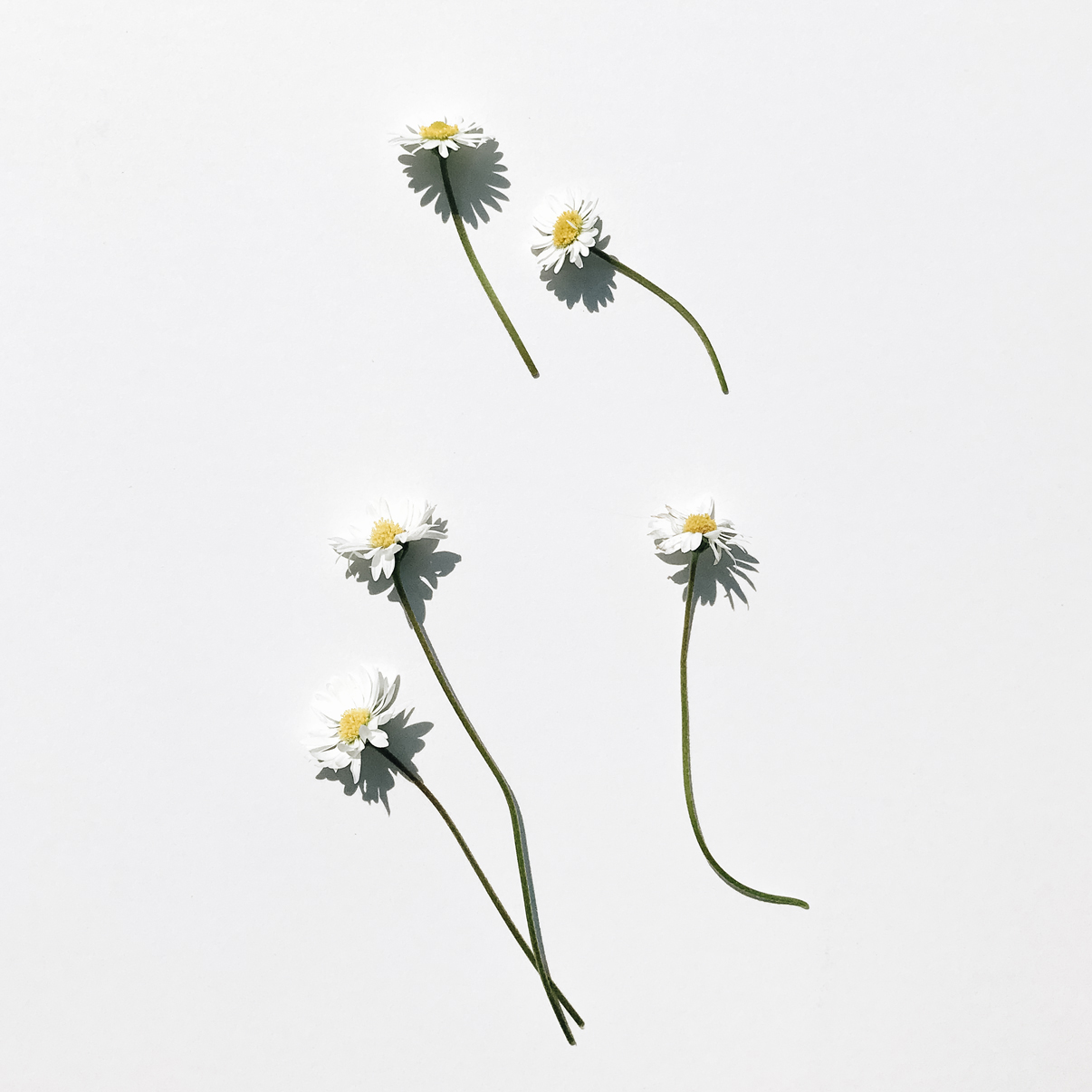 daisies-on-white-via-besotted-blog-1