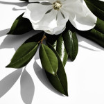 Couture Botanical Mock Branding