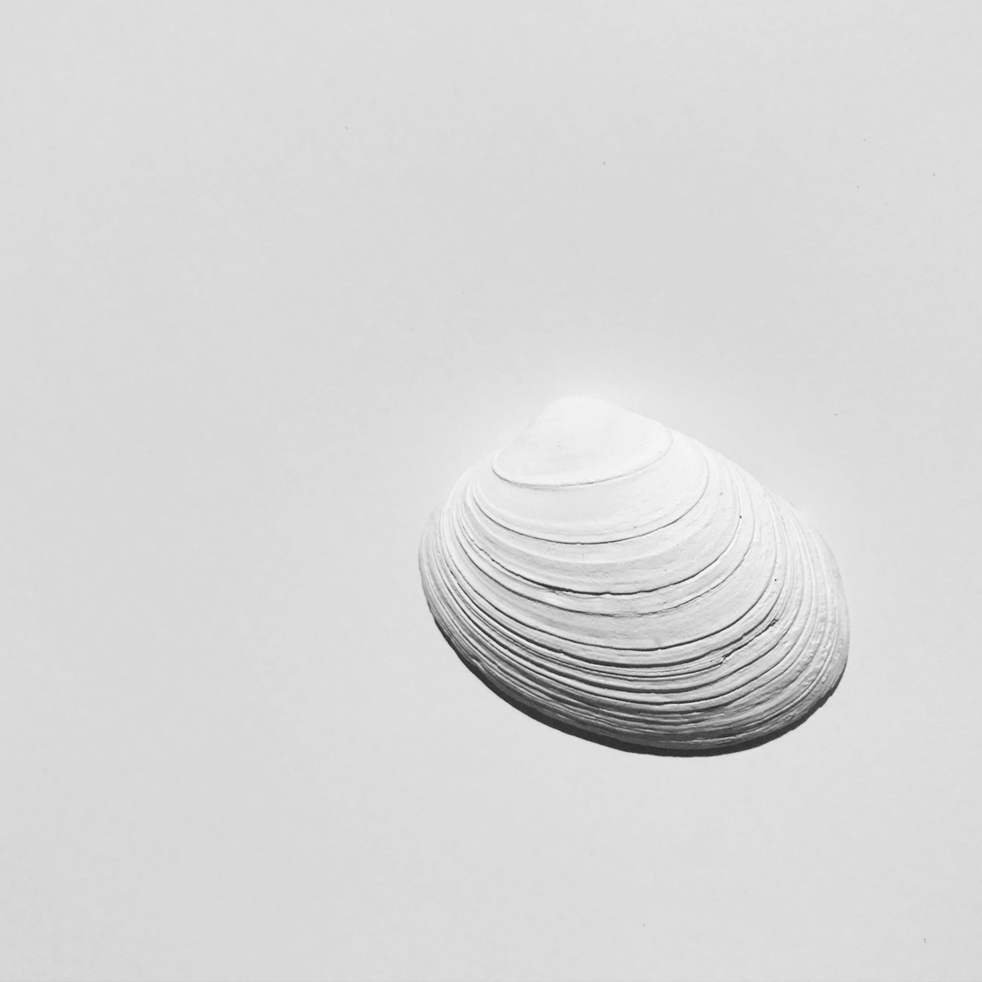white on white shell via besotted blog ii