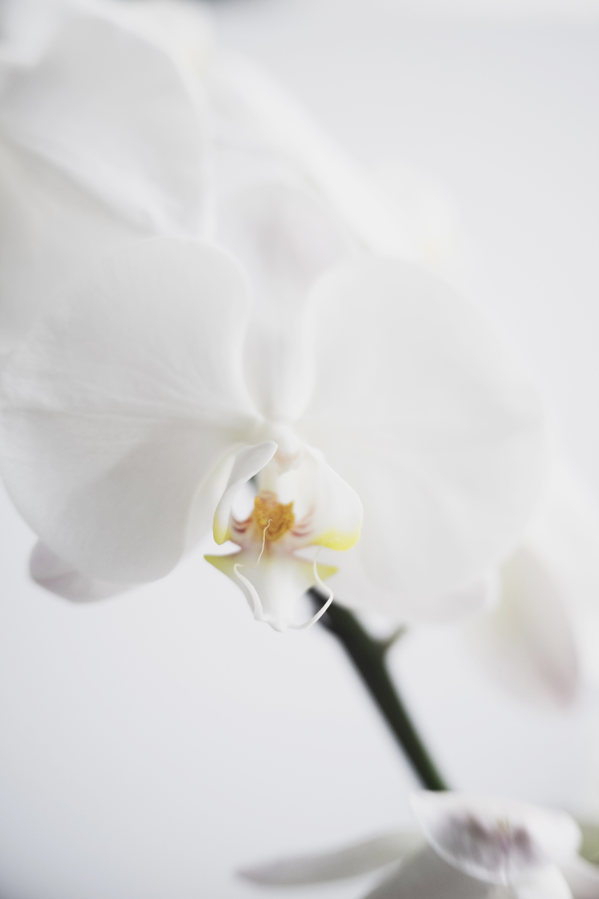 Freelensing resources via besotted