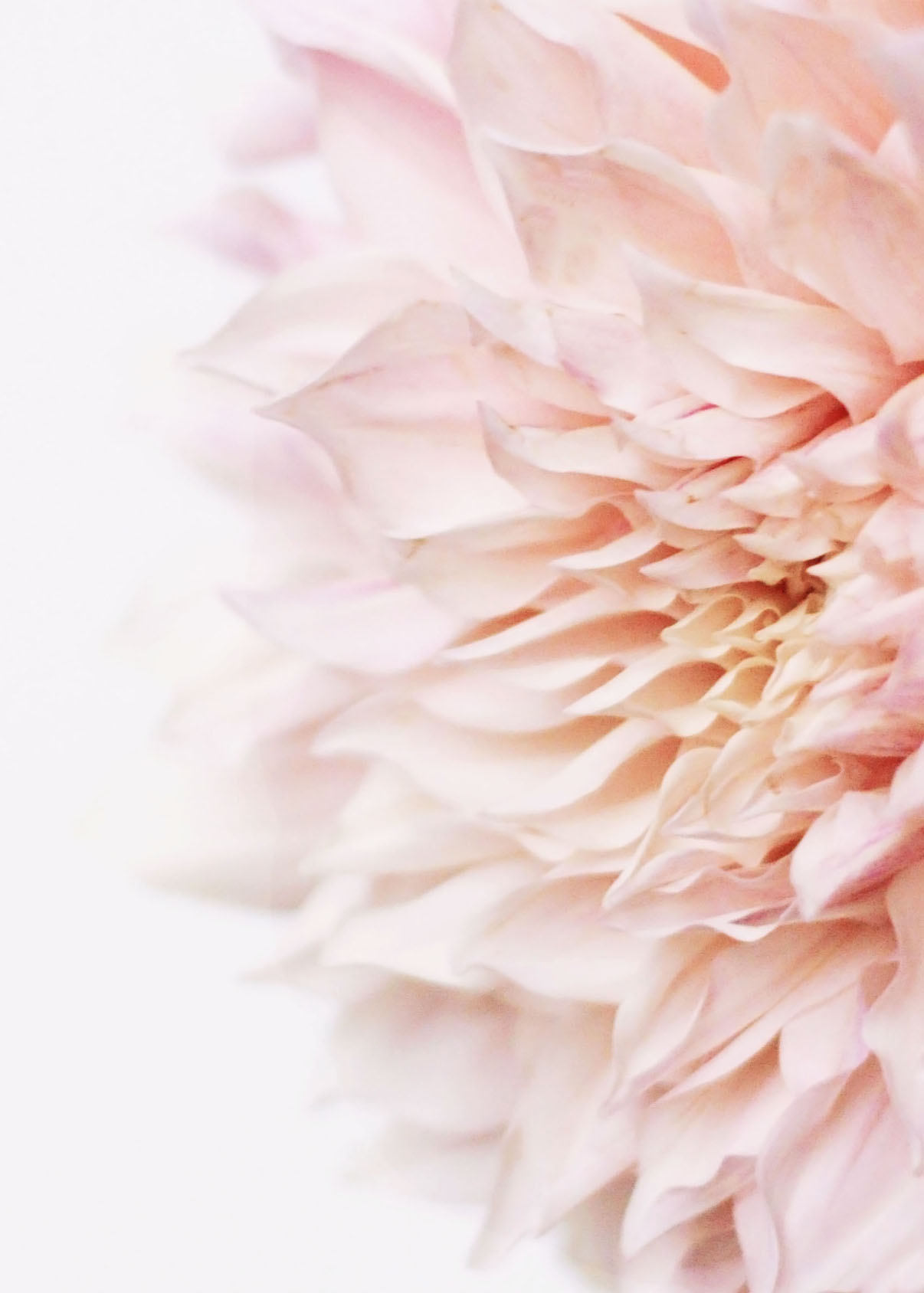 Dahlia via besotted