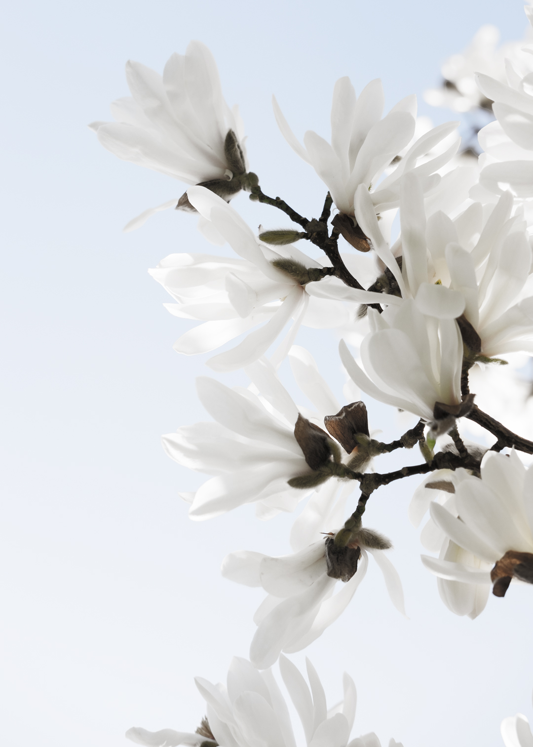 white-star-magnolias-stockholm-1080