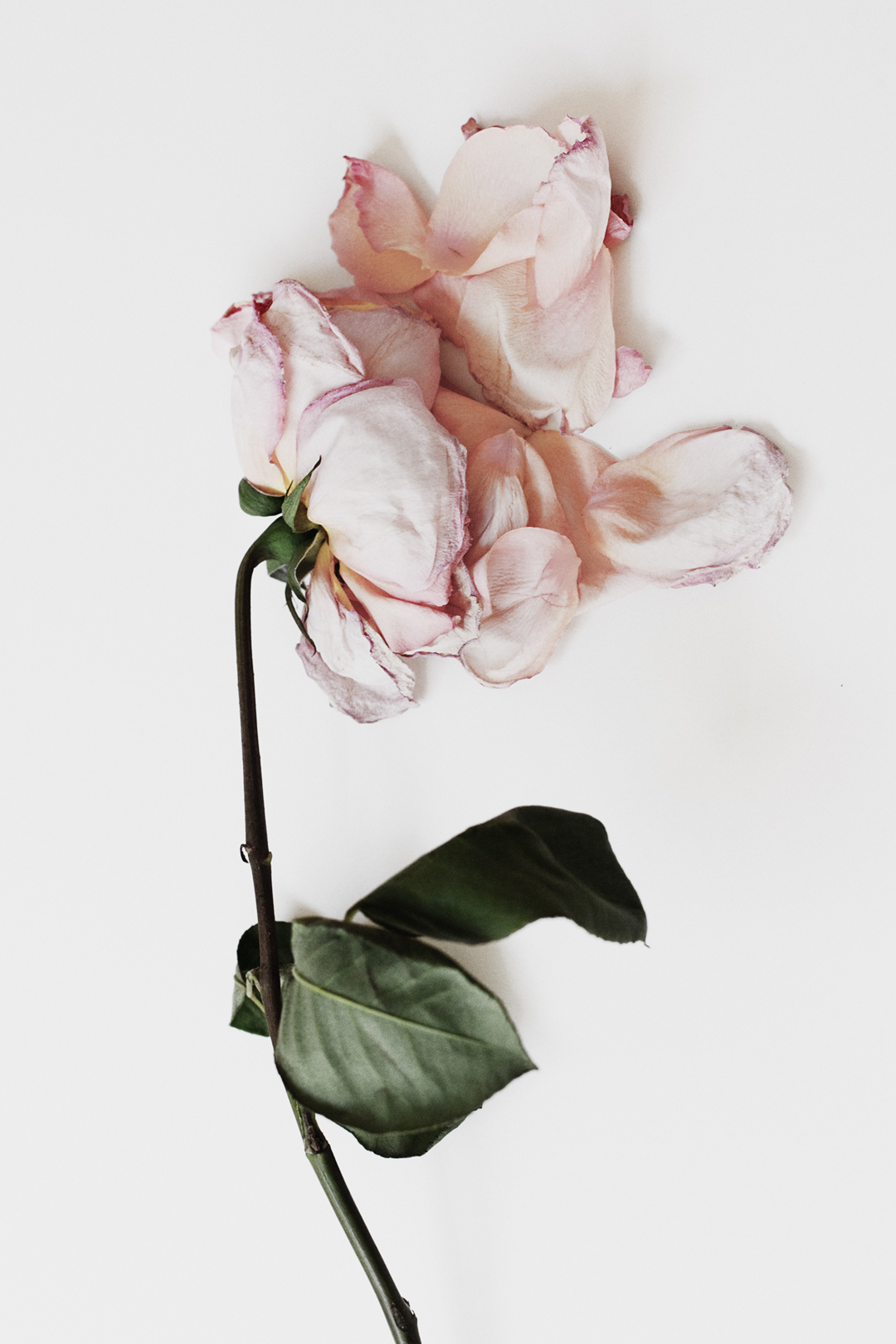 Dead rose i by tristan b.