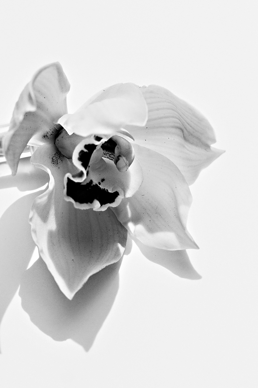 White orchid via besotted