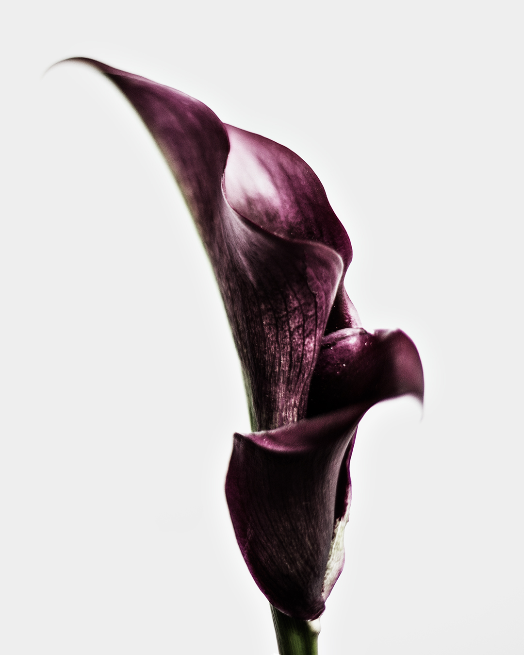 Calla-lily-edited-with-Foto-Rx-Modern-+-Moody-presets