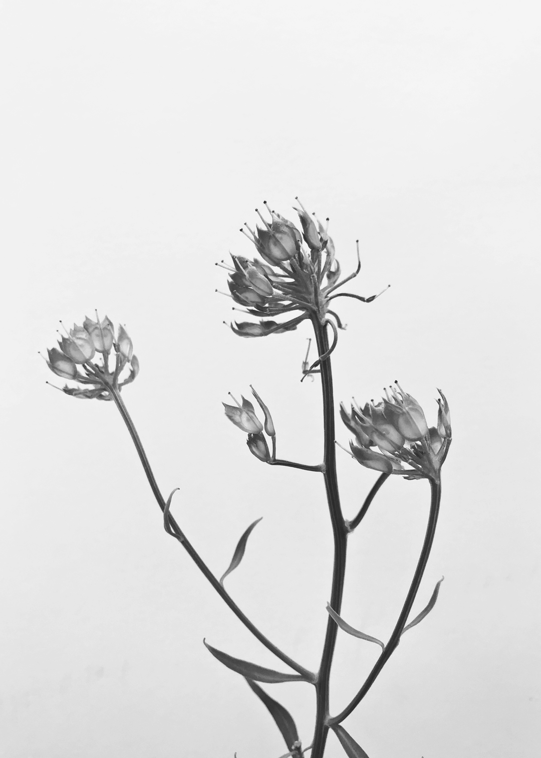 flower-gone-to-seed-Karl-1080-cyano-set