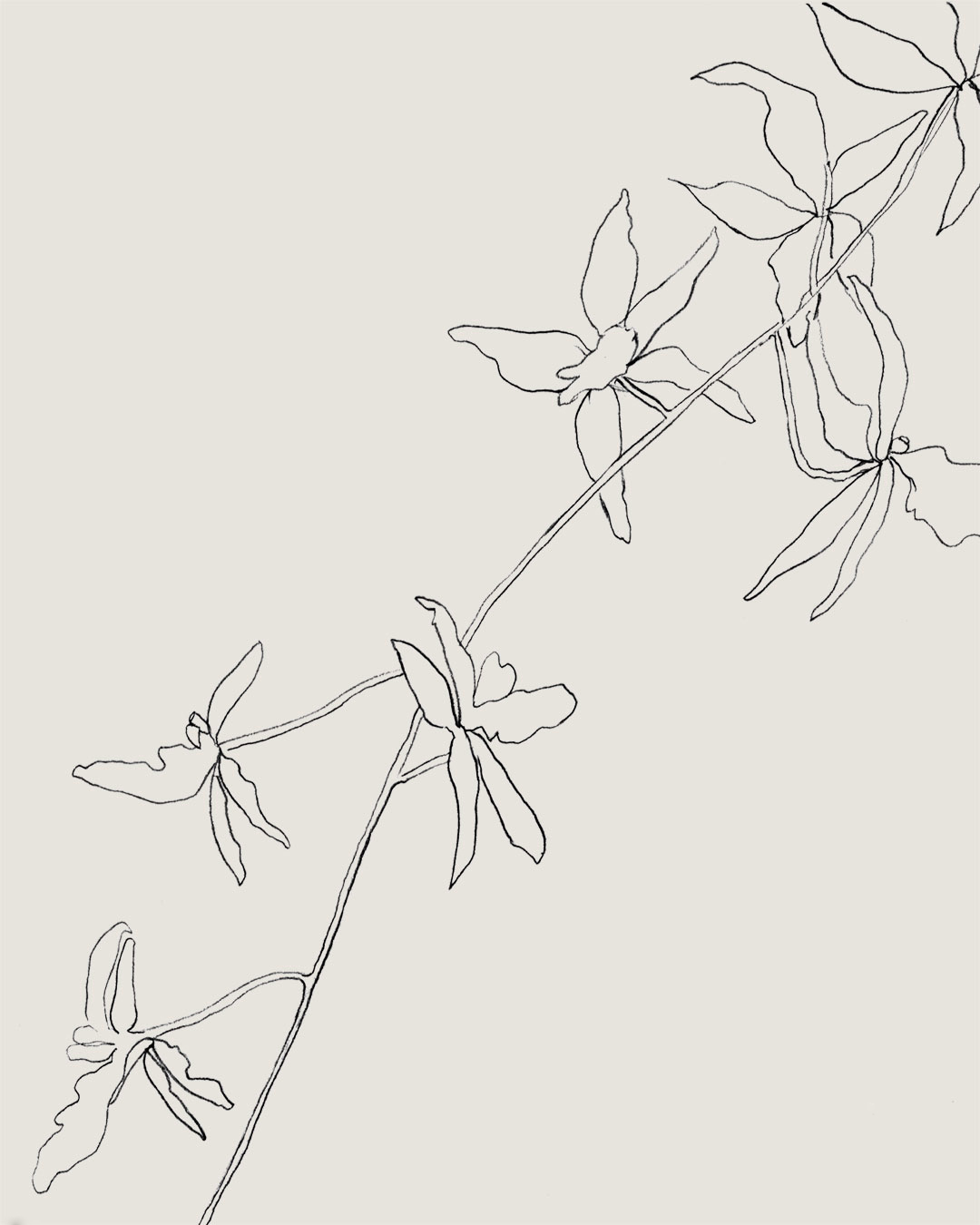 star_orchid_graphite-on-cotton-paper-by-tristan-b